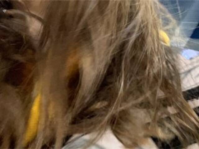 Εκπομπές οθόνης Eliness