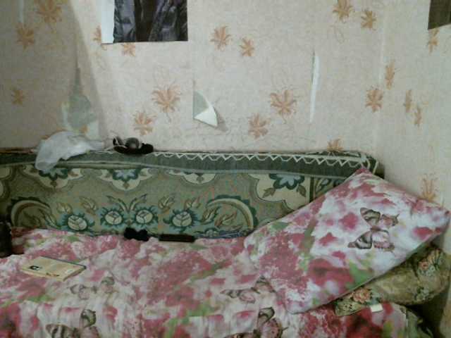 Εκπομπές οθόνης kar0linaa666