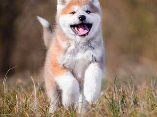 Ερωτική συνομιλία μέσω βίντεο Val309a